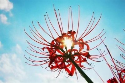 ​喜欢彼岸花的人的内心是什么，悲伤和孤独的人钟情彼岸花（图）