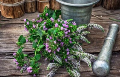 ​古代使用的芳香植物都有哪些