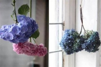 ​新鲜满天星如何做干花，满天星干花制作4大方法（图）