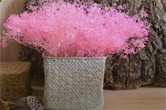 新鲜满天星如何做干花，满天星干花制作4大方法（图）(图8)