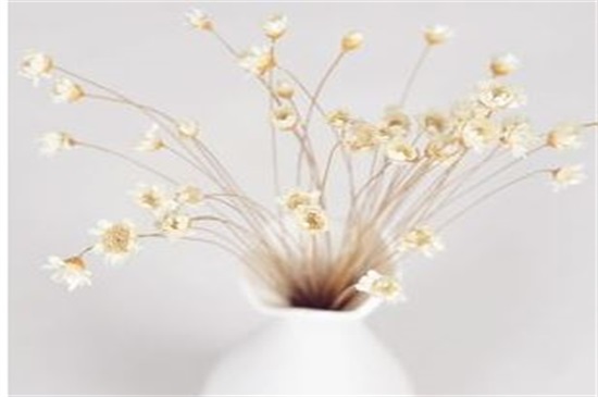 新鲜满天星如何做干花，满天星干花制作4大方法（图）(图4)