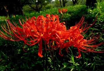 ​养彼岸花有什么禁忌吗，彼岸花有毒还被称为死亡之花（图）