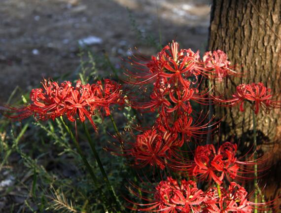 养彼岸花有什么禁忌吗，彼岸花有毒还被称为死亡之花（图）(图3)