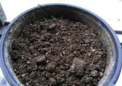 ​茉莉花怎么养，5种方法让茉莉花香满枝头