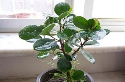 ​冬季容易养植物有哪些，盘点十种冬季植物