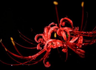 ​彼岸花碰到血会怎样，彼岸花为什么不能养（图）