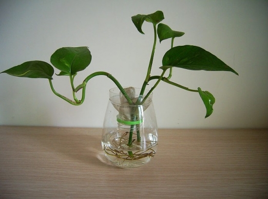 如何让植物安全过冬：观叶植物、多肉植物、水培植物各不一致(图3)