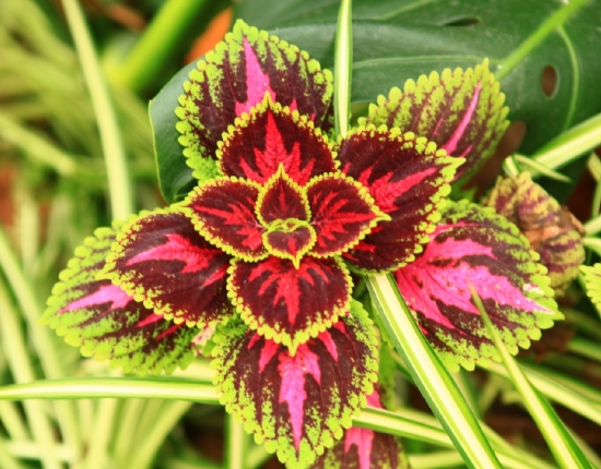 如何让植物安全过冬：观叶植物、多肉植物、水培植物各不一致(图1)