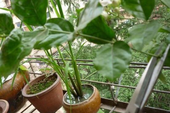 盆栽茉莉修剪方法图解，3种修剪方法让茉莉开出更多的花(图4)