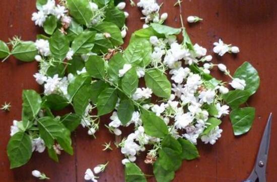 盆栽茉莉修剪方法图解，3种修剪方法让茉莉开出更多的花(图3)