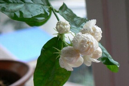 盆栽茉莉修剪方法图解，3种修剪方法让茉莉开出更多的花(图8)