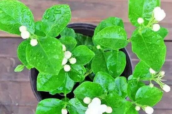 盆栽茉莉修剪方法图解，3种修剪方法让茉莉开出更多的花(图7)