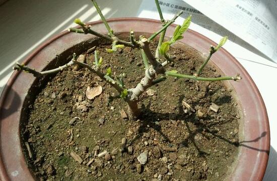 盆栽茉莉修剪方法图解，3种修剪方法让茉莉开出更多的花(图2)