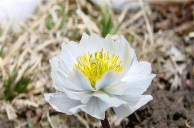 ​北方冬天适合养什么花，盘点10种极耐寒花卉