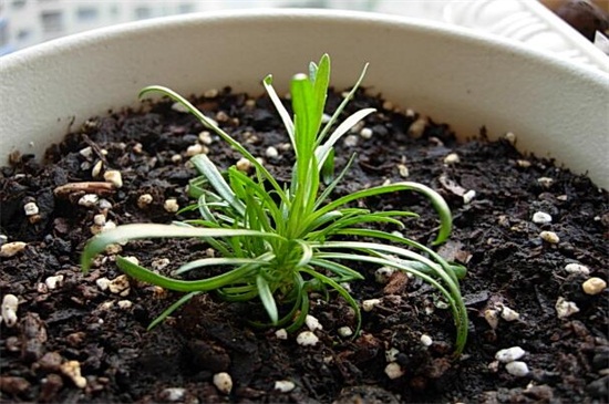 满天星干花和鲜花区别，颜色和水分不同（图）(图5)