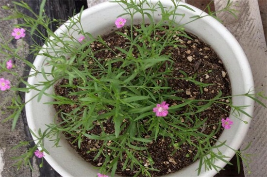 满天星干花和鲜花区别，颜色和水分不同（图）(图8)