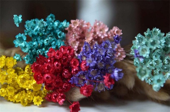 满天星干花和鲜花区别，颜色和水分不同（图）(图4)