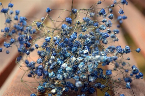 满天星干花和鲜花区别，颜色和水分不同（图）(图3)