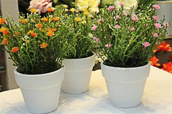 满天星干花和鲜花区别，颜色和水分不同（图）(图6)