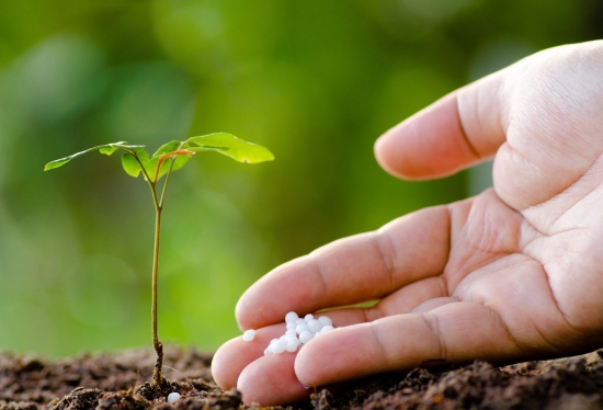 花盆土壤板结的危害及解决办法:勤松土适当施肥(图4)