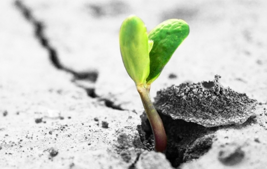 花盆土壤板结的危害及解决办法:勤松土适当施肥(图1)