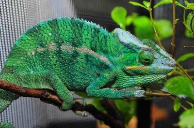 ​变色龙为什么会变色？躲避天敌等（变色原理揭秘）