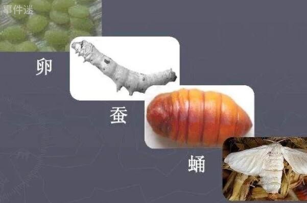 网络图片(侵删) 网络图片(侵删)