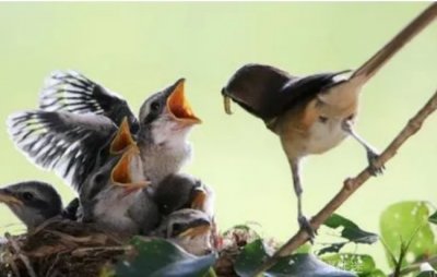 ​鸟妈妈喂孩子为什么会漏掉几只 鸟的智慧所在(优胜劣汰)