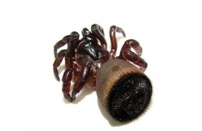 ​长相奇葩的蜘蛛：金钱活门蛛（屁股上长棋盘中国仅6只）