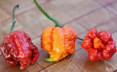 ​被称之为死神的辣椒 卡罗莱纳死神辣椒(最辣的辣椒)