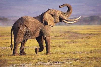 ​为什么大象的耳朵大?耳朵是身体的散热器(密布血管)