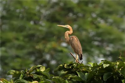 ​草鹭：身材外形像纺锤形（额头头顶是蓝乌色的）