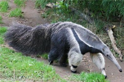 ​大食蚁兽战役力强吗 战役力极强（没有容轻视）