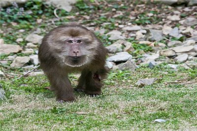 ​短尾猴：又称红面猴,体型很大（中国地域分散广大）