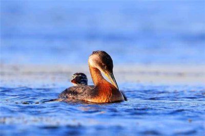 ​赤颈鸊鷉：一种很有情感的生物,信仰着从一而终的见解