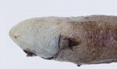 ​科学家创造百年未睹的神奇＂无脸鱼＂