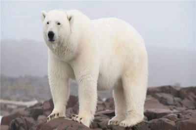 ​最大的北极熊有多沉 最沉达803千克相称惊人