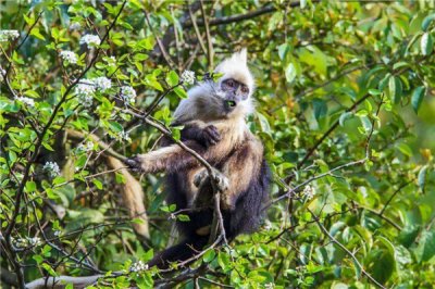 ​德氏黑叶猴：又称之为德拉库我黑叶猴（法国动物学家定名）