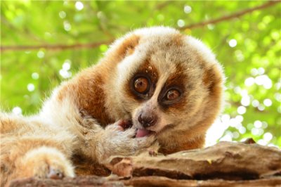 ​蜂猴：尾巴没有灵巧身上的毛很短（尾巴没有灵巧的山公）