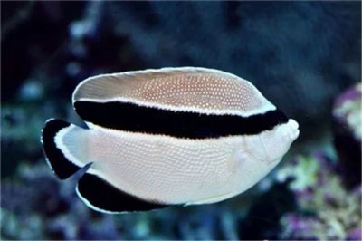 ​弓纹刺盖鱼：有着相称细致的牙齿（产卵数目多）