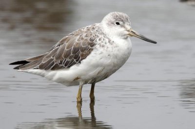 ​小青脚鹬:被列为国家及保护动物_全球不足1000只