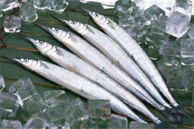 ​针嘴鱼是什么鱼？亚洲南部的一种鱼（身体流利）