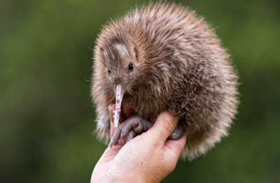 ​几维鸟的天敌是什么 曾被新西兰人追捧最后毁灭