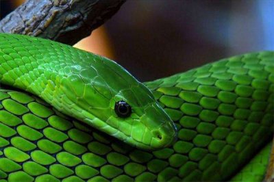 ​东部绿曼巴蛇：体内含有剧毒（大多非洲东部）