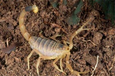 ​黄胖尾蝎引见：毒性十分强（有自动进犯偏向）