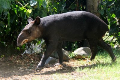 ​高山貘:仅在安第斯山脉存在的貘_嘴唇上长有白边