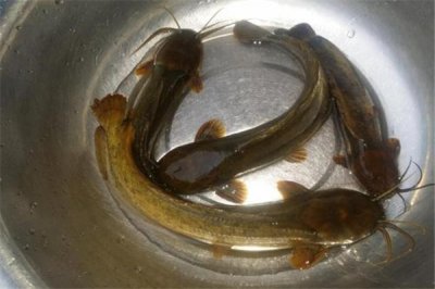 ​塘鲺鱼是什么种类？属于胡子鲶科（分散在热戴的鱼类）