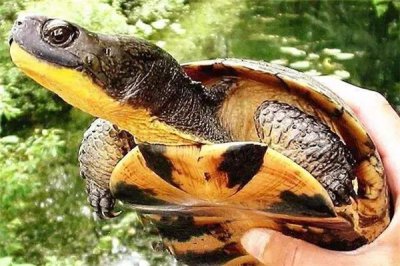 ​布氏拟龟：一种脖子很长的黑龟（头部呈扁平状眼睛超过）