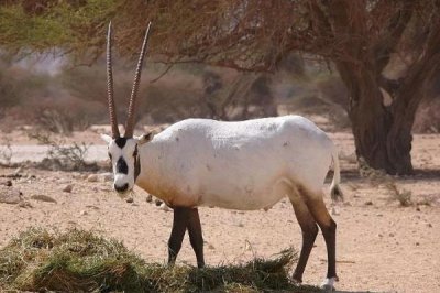 ​苍羚:小型羚羊中体型最大的物种_能几个礼拜没有喝水