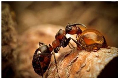 ​洛氏路舍蚁是什么蚂蚁 常见的蚂蚁品种分布广泛